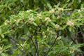 Pittosporum undulatum